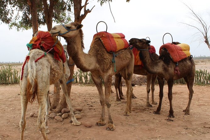1-Hour Camel Ride and 1-Hour Quad Bike Ride in Marrakech. - Price and value check: does $46.53 per person make sense?