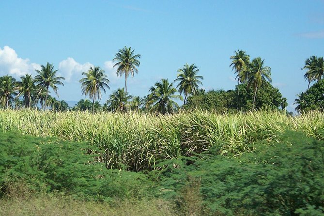 2 Person Buggy Tour - The Ride Itself: Sugar Cane Fields, Beaches, and Mountain Views at Speed