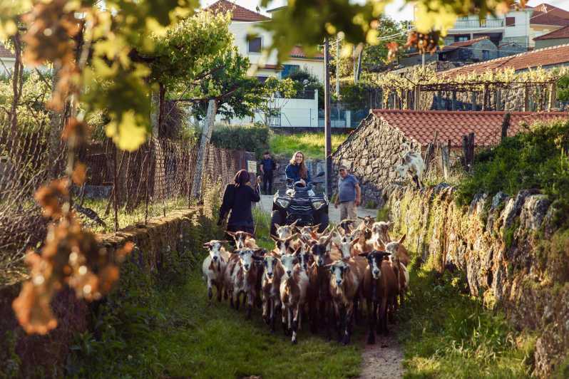 2h Quad Tour • Arcos de Valdevez • Peneda Gerês - Key highlights you’ll care about