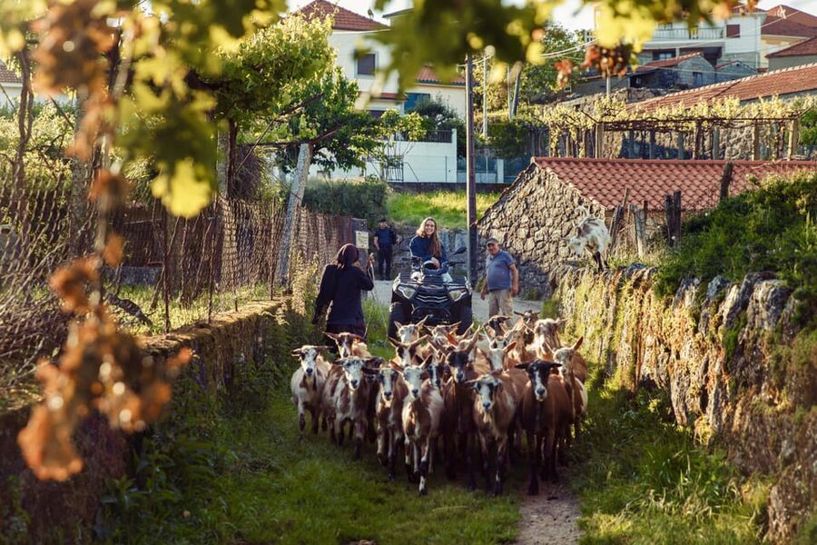 2h Quad Tour • Arcos de Valdevez • Peneda Gerês - Price and Value: How $128 per Group Works for Two