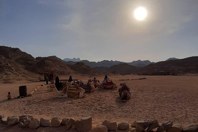 3 Hours Safari by Quad Bike - Hurghada - The Bedouin Village Stop: Tea, Water, Shisha, and a Camel Ride