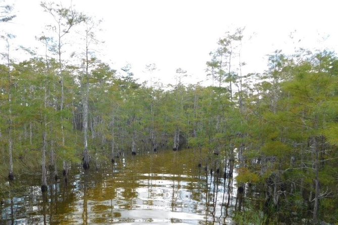 4-Hour Swamp Buggy Adventure Tour in Florida - Big Cypress National Preserve: the swamp you actually came for