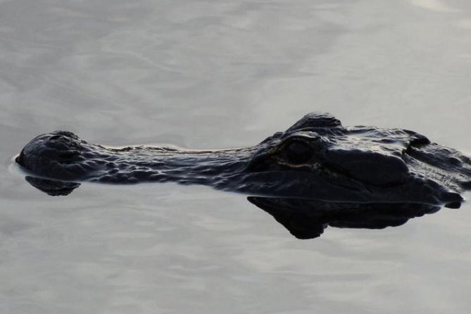 4-Hour Swamp Buggy Adventure Tour in Florida - How long it really feels, plus what to bring for comfort