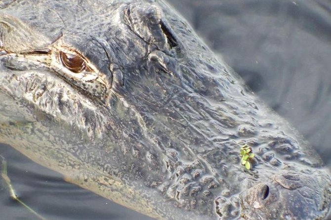 4-Hour Swamp Buggy Adventure Tour in Florida - Who should book this swamp buggy adventure, and who might not