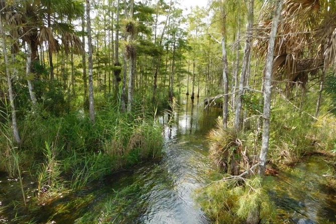 4-Hour Swamp Buggy Adventure Tour in Florida - Wildlife spotting in real swamp conditions (panther hopes and gator reality)