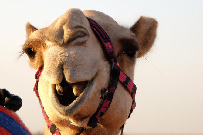 57 Heritage Safari with Dune Buggy - Wildlife drive in the Dubai Desert Conservation Reserve (open-top Land Rover)