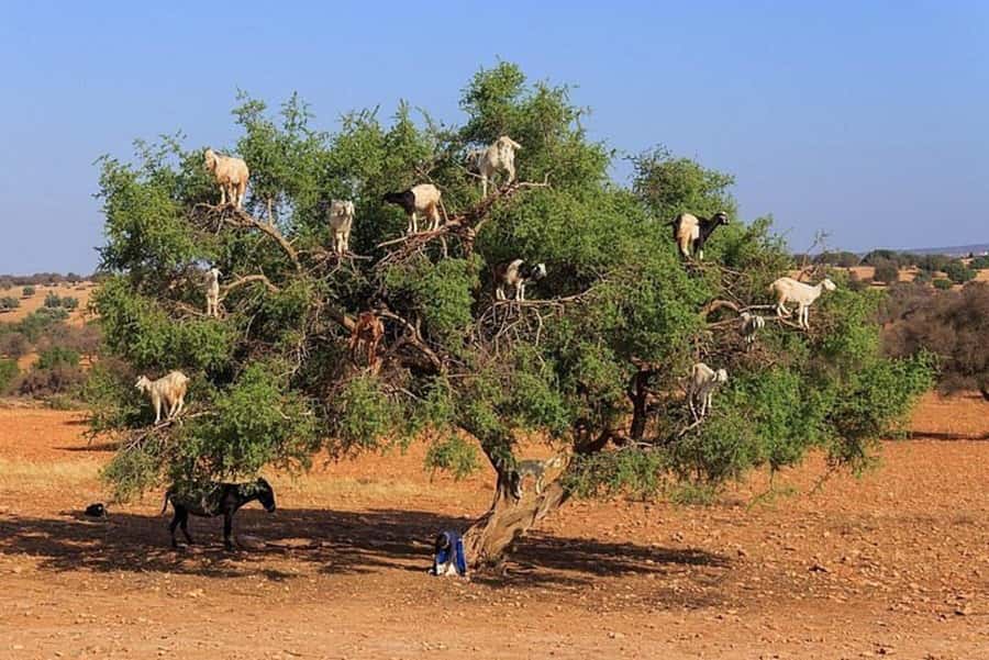 Agadir: Agafay Desert Quad Biking With Goats On The Tree - The mint tea break: Berber-style calm in the middle of dust