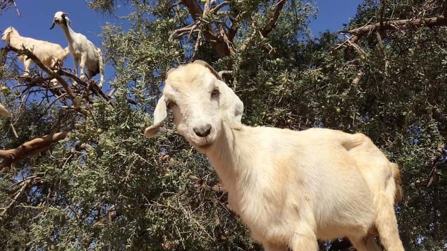 Agadir: ATV Quad Biking and Goats On Argan Trees with Tea - ATV Quad Biking in Agadir: What This Trip Is Really About