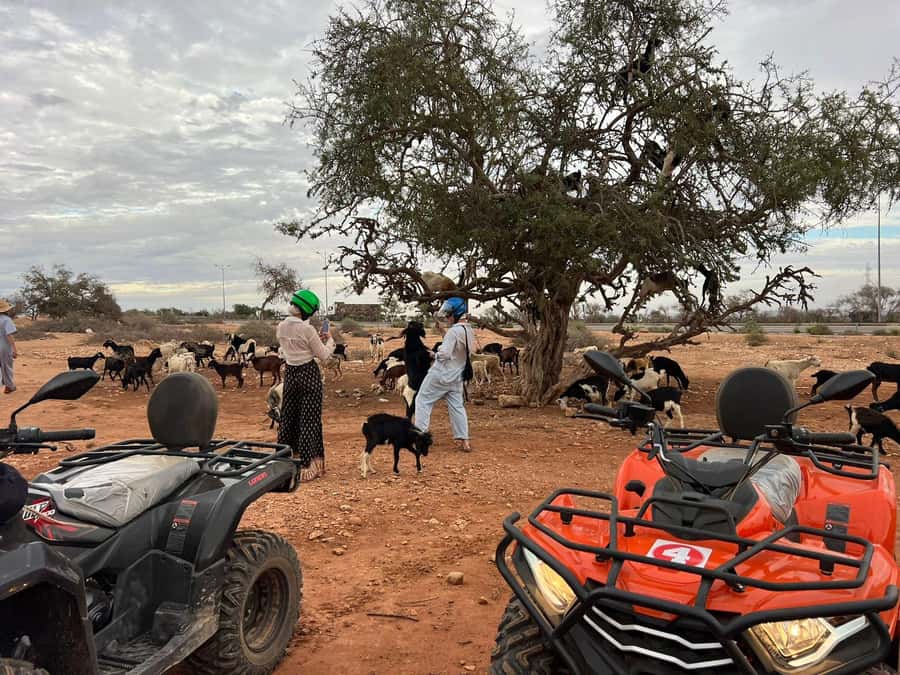 Agadir: ATV Quad Biking and Goats On Argan Trees with Tea - Timing and Pacing: How 3 Hours Works in Real Life