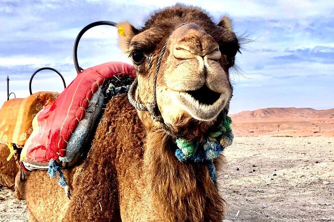 Agafay Desert Adventure Quad Bike and Camel Ride with Dinner Show - Agafay Desert from Marrakech: Why This “Desert” Day Works