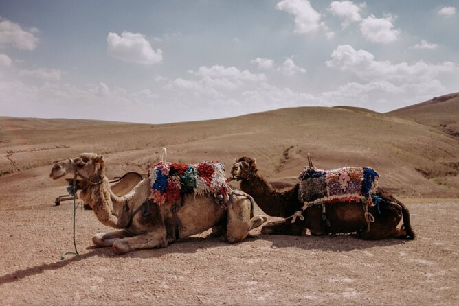Agafay desert Family Package: Quad Bike & Camel Ride, Dinner Show - Price and Value: What $50.72 Buys You Here
