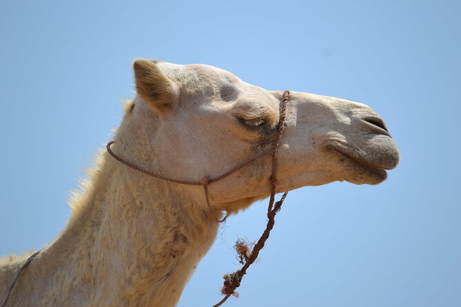 Agafay Desert :Quad or Camel with Lunch and pool or Dinner & Show - Agafay Desert in a day: what you’re really buying for $113