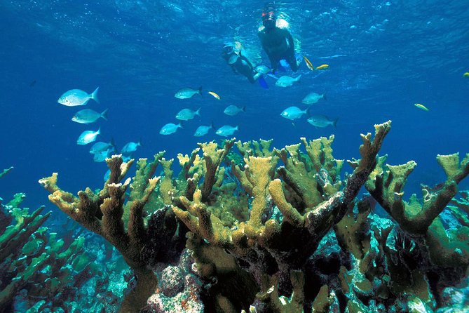 ATV Adventure Combo with Snorkeling, Ziplines, Cenote, and Lunch - Cenotes: cool water, Mayan-style settings, and two entry options