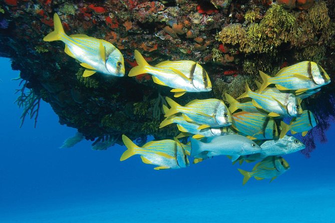 ATV Extreme and Snorkel Combo Tour from Cancun - The ATV ride: trail time, wildlife watching, and real rules
