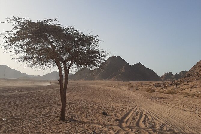 ATV horse stargazing - Stop 3: Bedouin tea pause with camels and bread-making