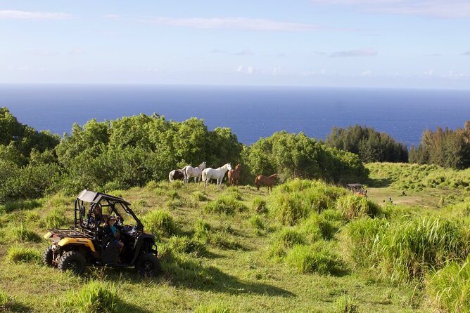 ATV Ranch ride Big Island Hawaii - The ocean-cliff finish: when the views are the reward