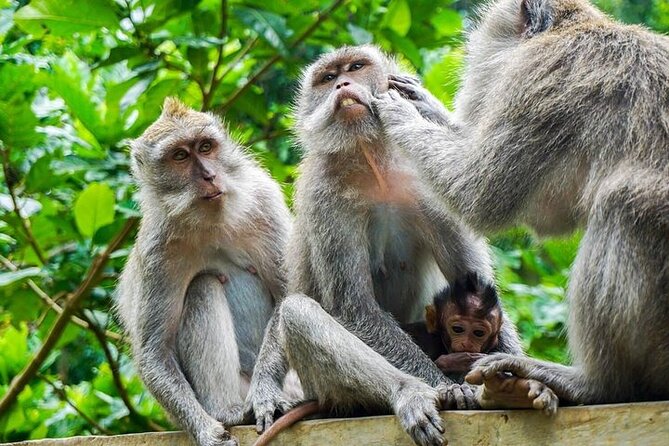 ATV Ride & Ubud Tour - Lunch lands at the right time: after adrenaline, before culture