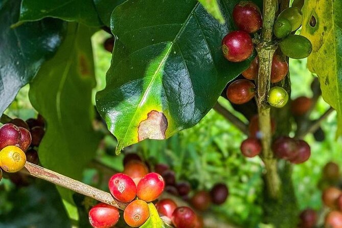 ATV Waterfall & Organic Coffee Farm with Lunch - Lunch overlooking Nosara: where the day slows down