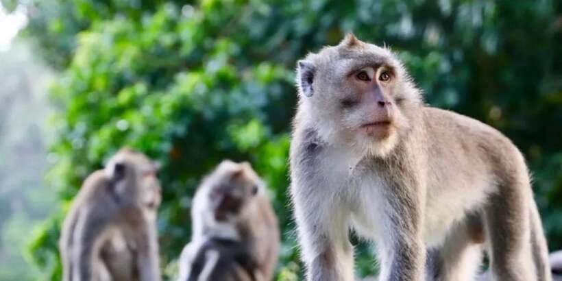 Bali: ATV Gorilla Cave, Ubud Monkey Forest, & Waterfall Tour - Lunch, Shower, and Comfort Between Stops