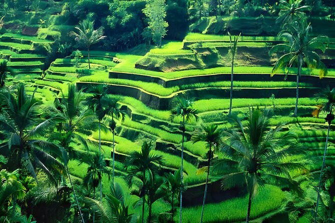Bali ATV Ride And Ubud Tour Packages : Best Quad Bike Trip - So, should you book this Seminyak ATV and Ubud package?