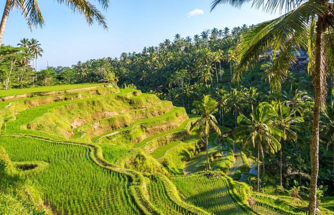 Bali ATV Ride with Jungle Swing and Rice Terrace Tour - Key highlights to know before you go