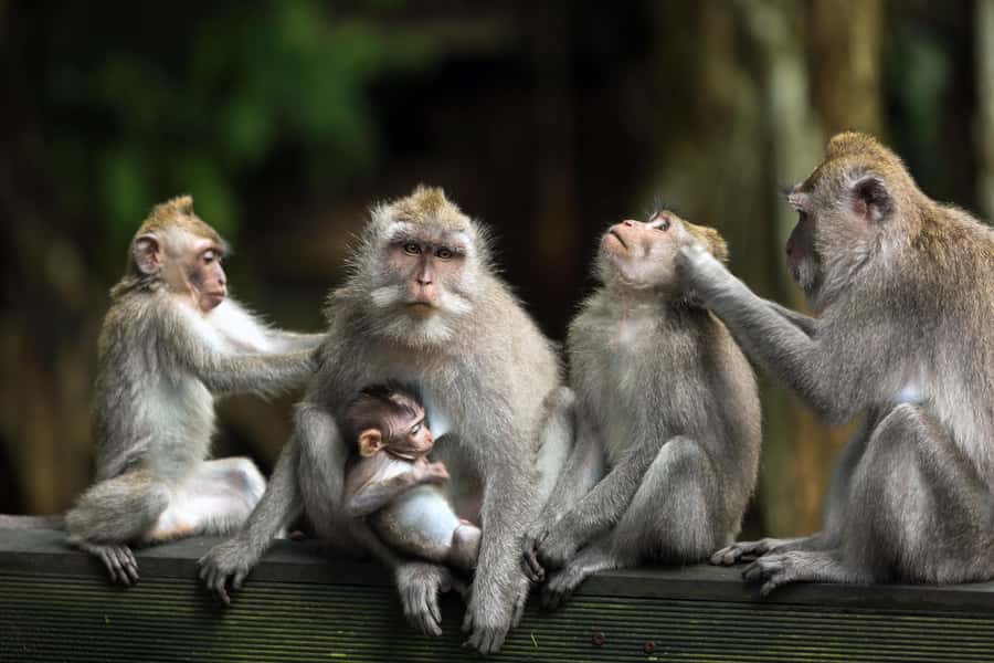 Bali: ATV, Water Rafting, and Monkey Forest Tour - Who This Tour Suits Best (and Who Should Skip It)