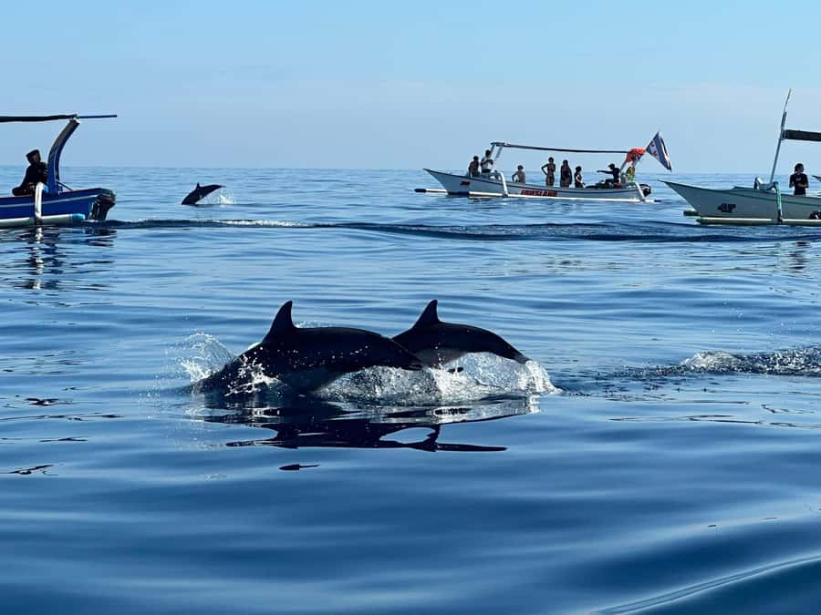 Bali: Dolphin Swimming Tour with ATV Quad Bike & Waterfall - Key highlights to look forward to