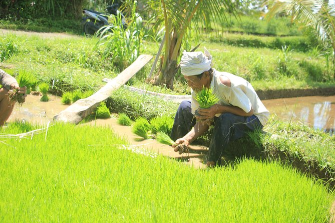 Bali Quad and Buggy Discovery Tour, Including Round-Trip Transfer - Families and ages: who can drive, who rides, and how tandem works