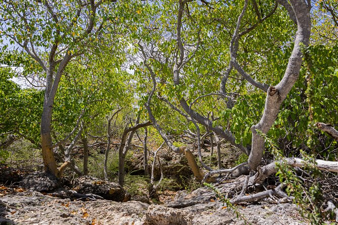 Bandabou Sights Curacao; UTV/Buggy All Inclusive Semi Private Tour - Your guide makes or breaks it: the West Coast facts you’ll actually use