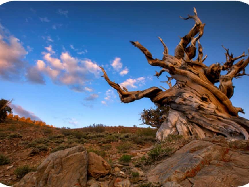 Bryce Canyon: 2-Hour, 4-Seat or 5-Seat ATV Rental - Old Living Trees and Forest Stops: Why These Breaks Matter