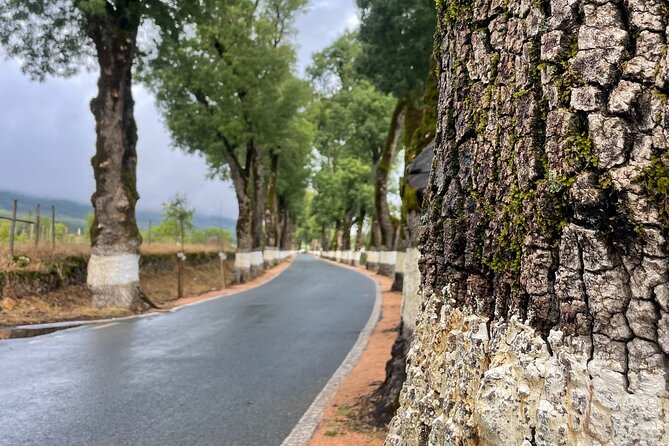 Buggy and Moto 4 Tours in Marvão - Price and value: is $90.11 worth it?