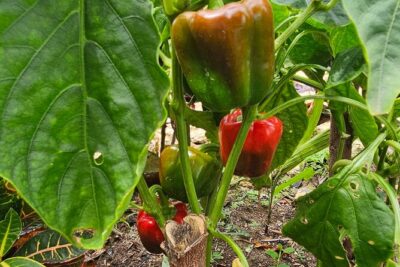 Buggy, horse and plantation ranch - Cocoa Fermentation and Why Dominican Chocolate Tastes Different