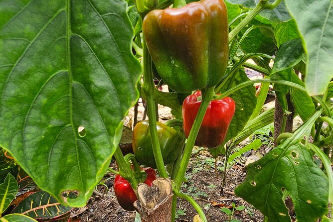 Buggy, horse and plantation ranch - Cocoa Fermentation and Why Dominican Chocolate Tastes Different