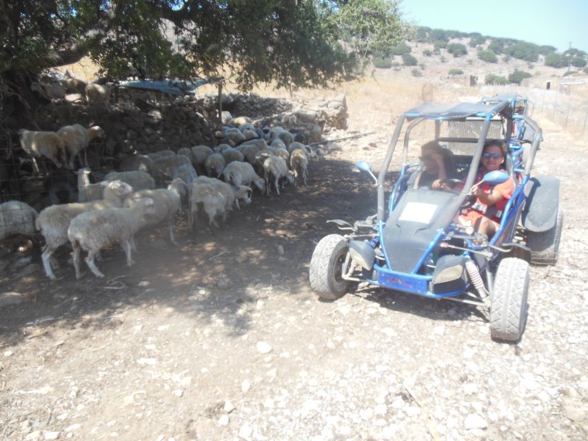 Buggy safari Crete (Transfer and lunch) analipsi- hersonisos - Vasilakis Estate olive factory and a working olive press tour