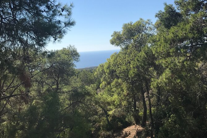Buggy Tour and Cruise from Coral Bay to Blue Lagoon - Akamas views and Smigies Nature Trail: photos, pines, and old mine traces