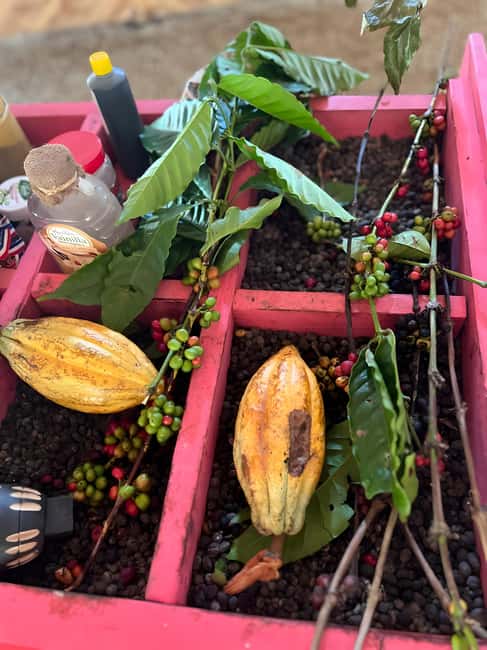 Buggy Tour in Punta Cana: Mamajuana - Coffee - Swimming in Cenote and Macao Beach - Why a Punta Cana Buggy Tour Feels Like a Real Day Out