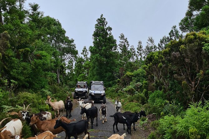 BUGGY TOUR - West / Center of the island (off-road) - Tour Stops and Breaks: Cheese Factory Chances, Geology Center Timing, and One Bathroom Stop