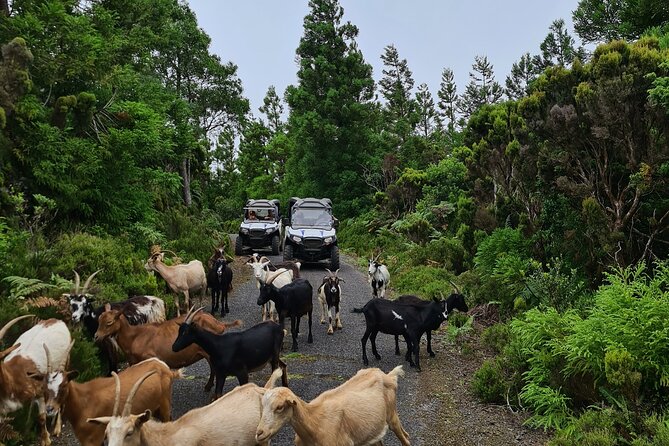 BUGGY TOUR - West / Center of the island (off-road) - Terrain on Terceira: From Paved Openings to Muddy Backroads