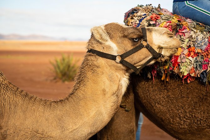 Camel and Quad Biking Tour from Marrakech - Camelback Through Agafay: Slow Desert Time and Mint Tea
