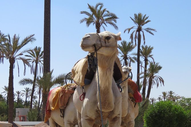 Camel Ride & Quad Biking Half Day in Marrakech - Should you book? My take