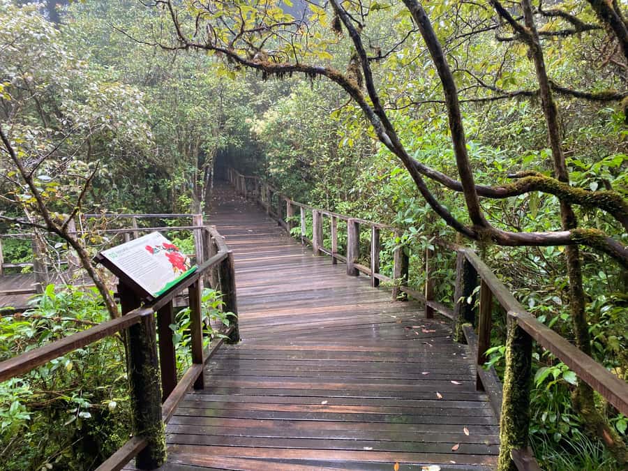 Chiang Mai: Doi Inthanon Explore & ATV Adventure - Pa Pong Piang rice terraces and the market stop you can skip or use