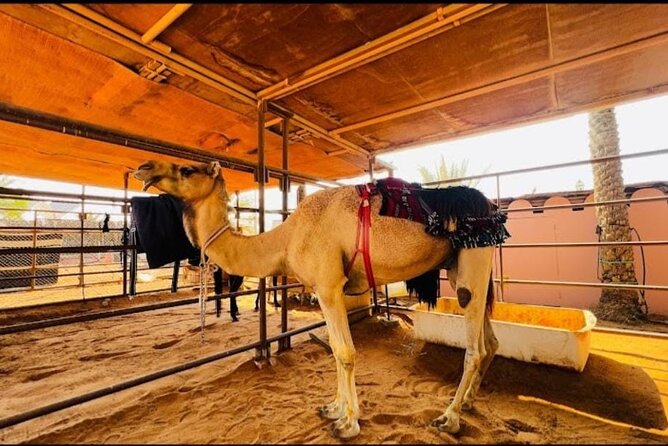 Desert Adventure with ATV and Camel Ride and Live Shows - Hotel Pickup to Desert Arrival: When the Day Actually Starts Working