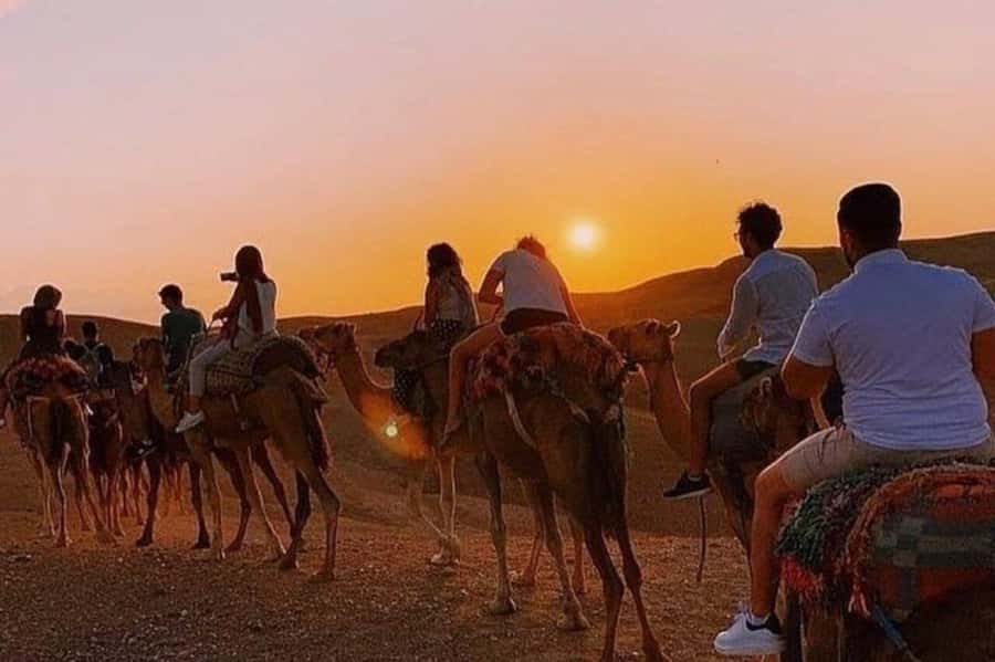 Desert & Beach Quad Adventure With Camel Ride - Key highlights to know before you go