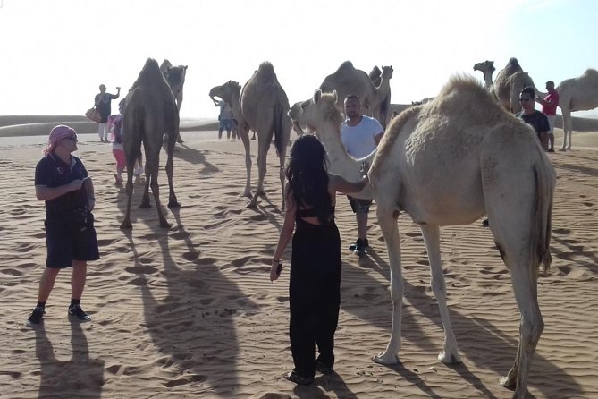 Desert Safari Tour, Quad Bike with BBQ Dinner & Show from Dubai - Quad Bike Add-On vs. the Real Safari Experience