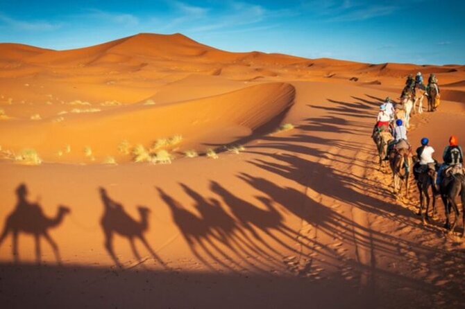 Doha Quad Bike, Dune Bashing, Camel Ride and Island Sea Tour - Camel Ride and Falcon Photo Moments