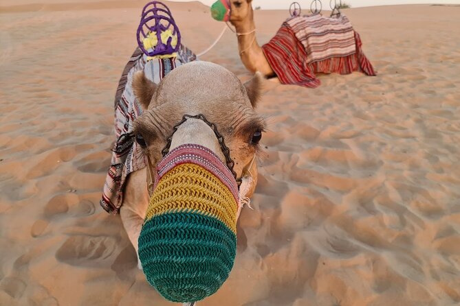 Dubai: 60Minute Self-Drive ATV Quadbike, Camel Ride, Sand Surfing - The real reason this quad + camel combo works in Dubai