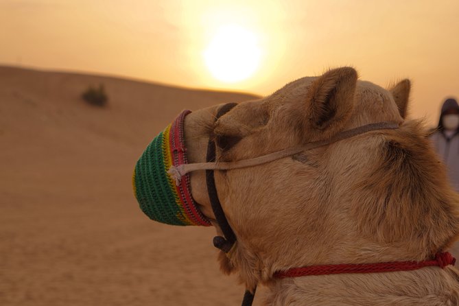Dubai Buggy Tour in red sands and Desert Safari - The Lahbab session: briefing, driving, and recovery time