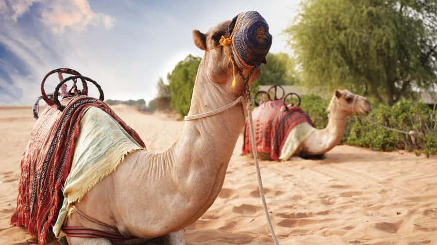 Dubai Desert Adventure: Red Dunes Guided Quad/Polaris & BBQ - Who This Tour Fits Best (and Who Might Skip It)