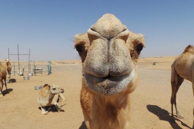 Dubai Desert Afternoon Quad Safari with Camel Ride, BBQ Dinner and Belly Dancing - Who should book this quad-and-camp safari