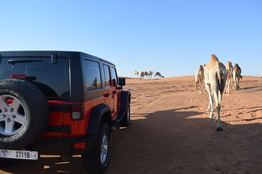 Dubai: Desert Safari, Quad Bike, Camel Ride and Sandboarding - The human factor: guides that keep the day fun and smooth